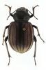 Pimelia senegalensis